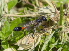 Ammophila sabulosa