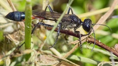 Ammophila sabulosa