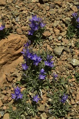 Campanula scabrella