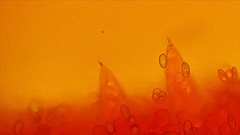 Macrocystidia