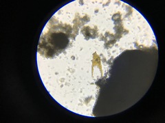 Bacillaria paxillifera