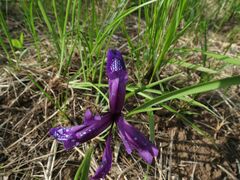 Iris uniflora
