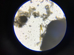 Bacillaria paxillifera