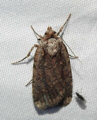 Eueretagrotis attentus