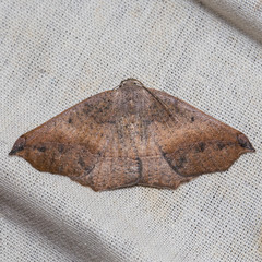 Prochoerodes forficaria