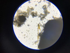 Bacillaria paxillifera