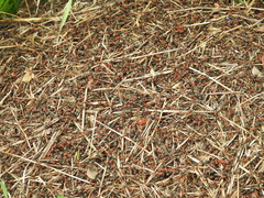 Formica obscuripes