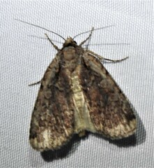 Eueretagrotis attentus