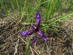 Iris uniflora