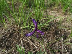 Iris uniflora