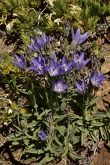 Campanula scabrella