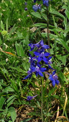 Delphinium glareosum