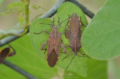 Physomerus grossipes