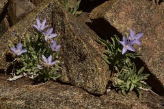 Campanula scabrella