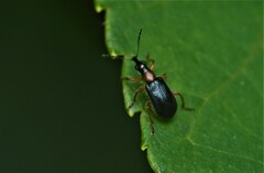 Eugnamptus angustatus