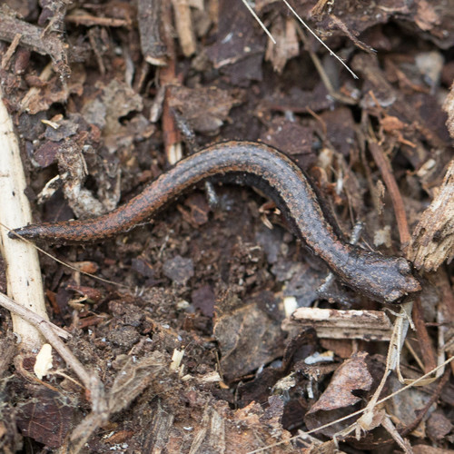 Channel Islands Slender Salamander