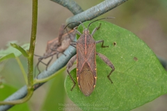 Physomerus grossipes