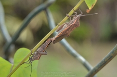 Physomerus grossipes