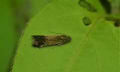 Strobisia iridipennella