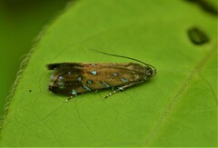 Strobisia iridipennella