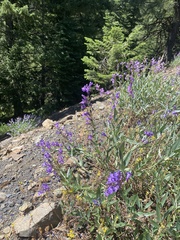 Penstemon payettensis