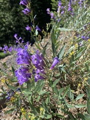 Penstemon payettensis