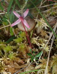 Vaccinium microcarpum