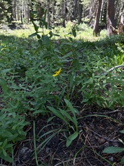 Nothocalais alpestris