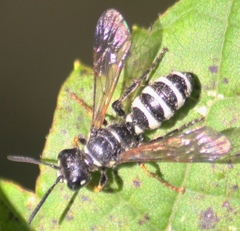 Cerceris nigrescens