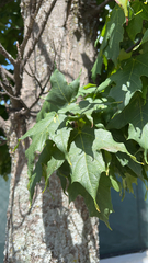 Acer