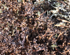 Cetraria ericetorum
