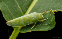 Gyponana cacumina