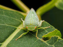 Gyponana cacumina