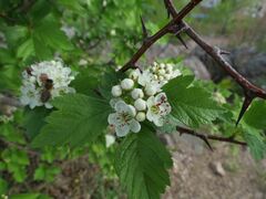 Crataegus dahurica
