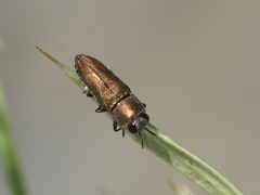Anthaxia umbellatarum