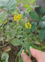 Erysimum cheiranthoides