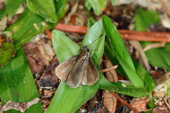 Callimormus interpunctata