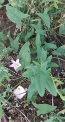 Convolvulus arvensis