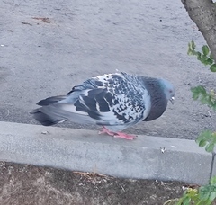 Columba livia domestica