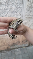 Pelophylax ridibundus