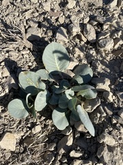 Asclepias cryptoceras