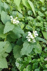 Lamium album