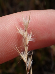 Rytidosperma nigricans