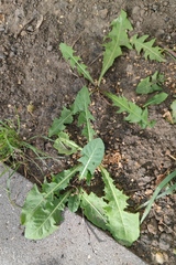 Taraxacum officinale
