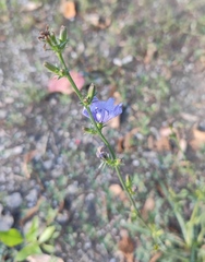 Cichorium intybus