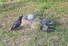 Columba livia domestica