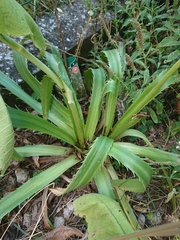 Eryngium agavifolium