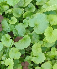Glechoma hederacea