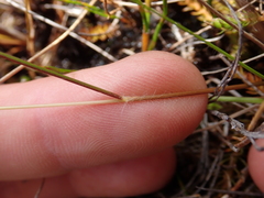 Rytidosperma nigricans