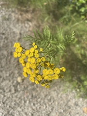 Tanacetum vulgare